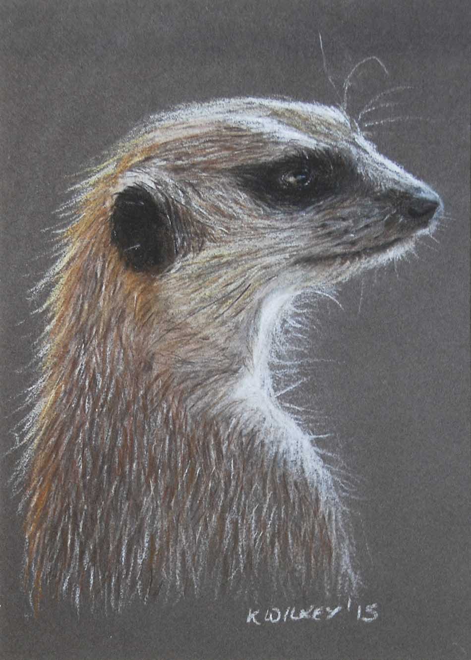 Meerkat