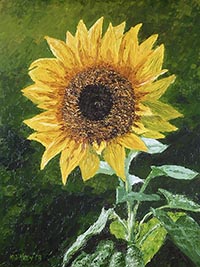 sunflower thumbnail