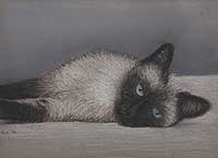 Siamese Cat